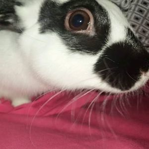 Meet your Posher, Dylan